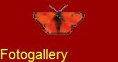 Fotogallery